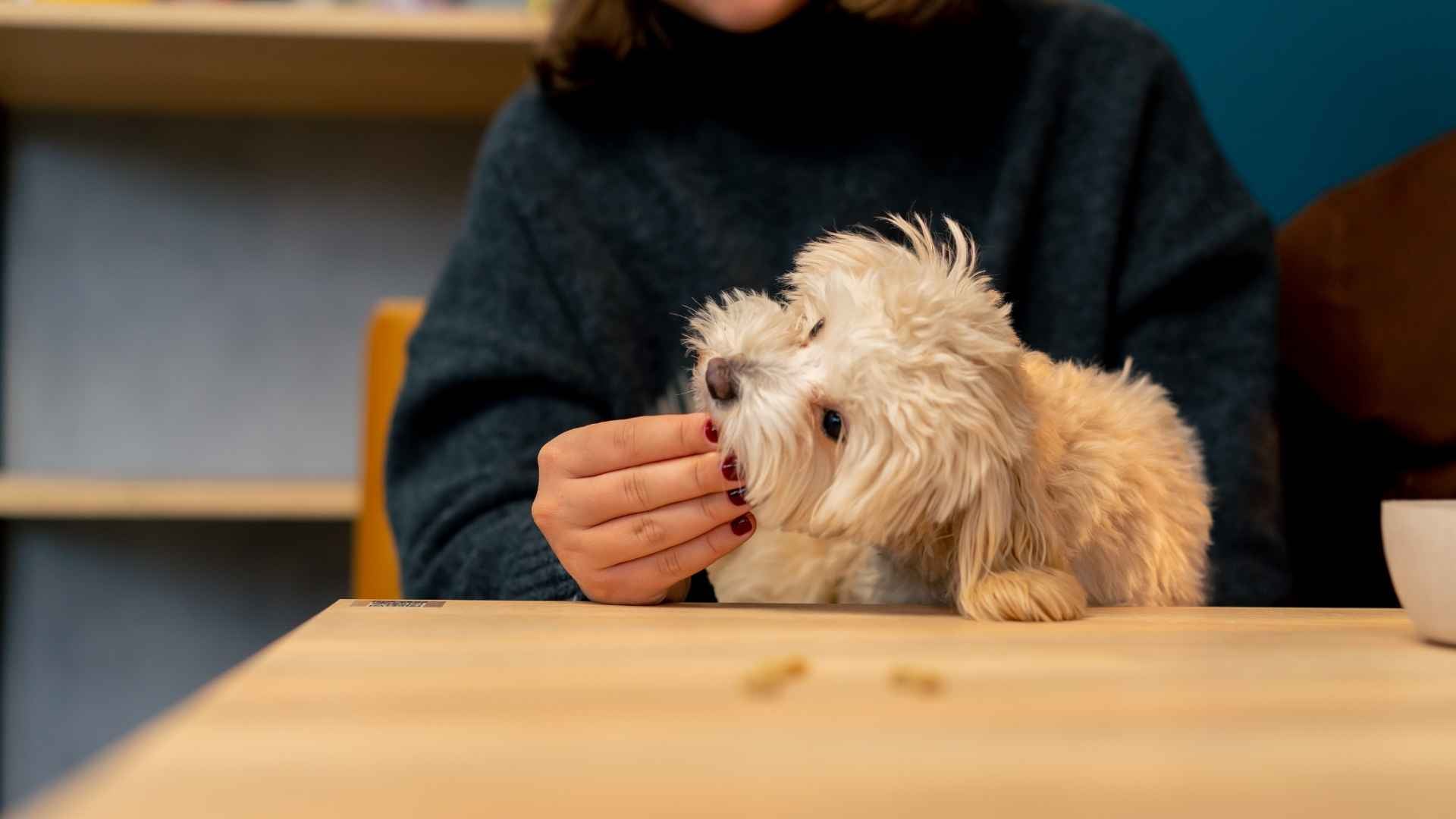 Perro senior comiendo